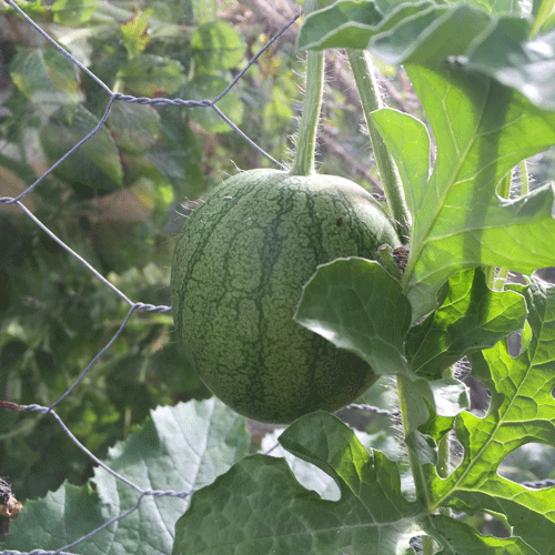 Växthus vattenmelon