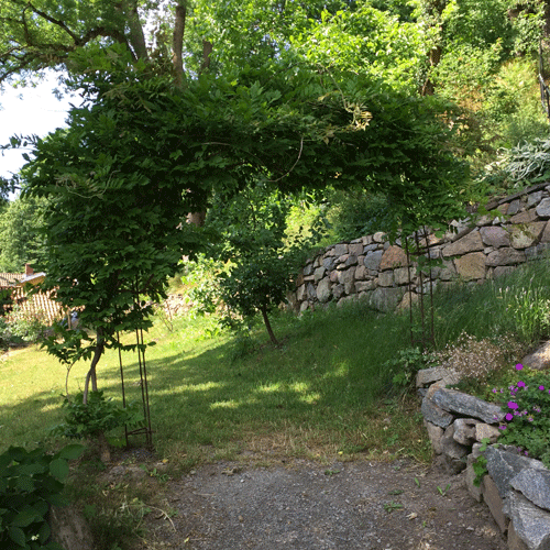 Bergfeldska trädgården